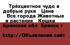 Трёхцветное чудо в добрые руки › Цена ­ 100 - Все города Животные и растения » Кошки   . Брянская обл.,Брянск г.